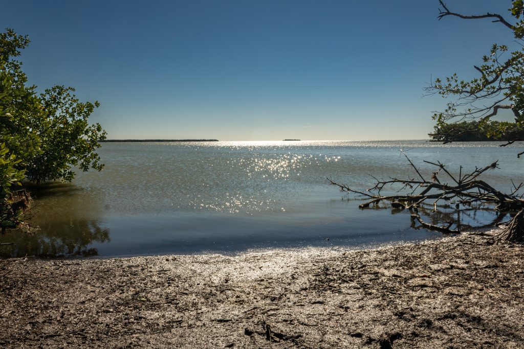 Marsh in Everglades National Park, Florida