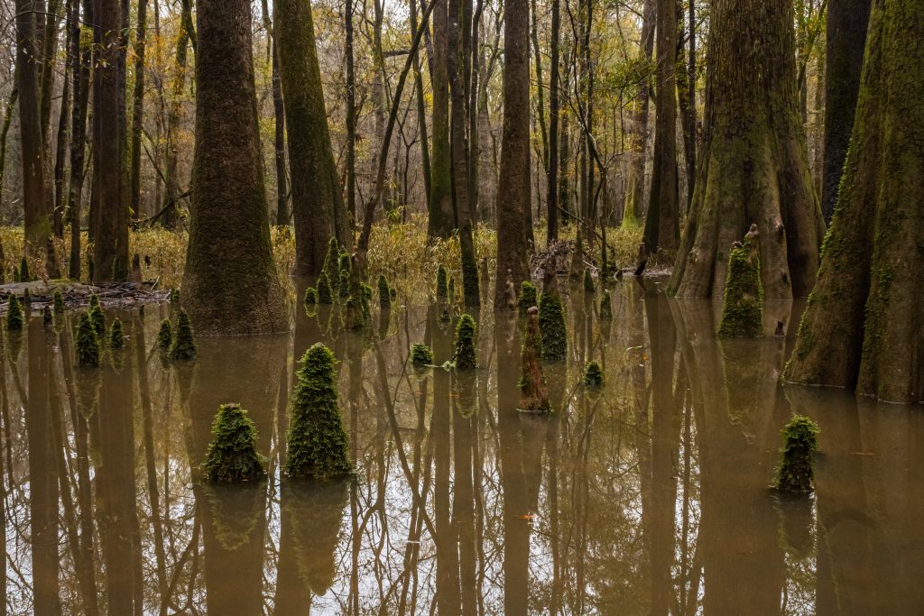 Cypress trees in Congaree National Park, South Carolina