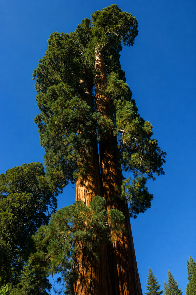 Sequoia Tree in Sequoia National Park, California