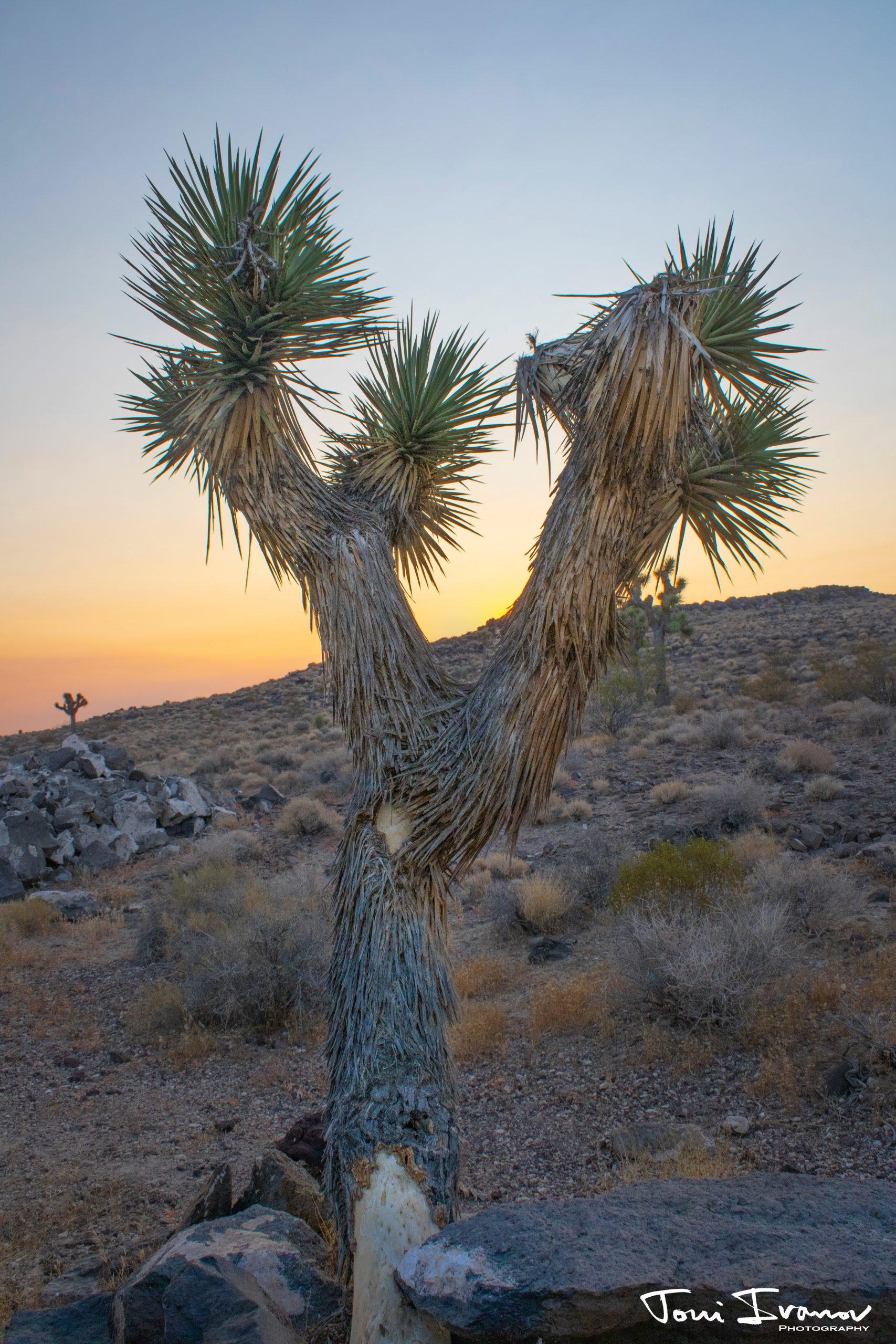 Jashua Tree at Death Valley National Park