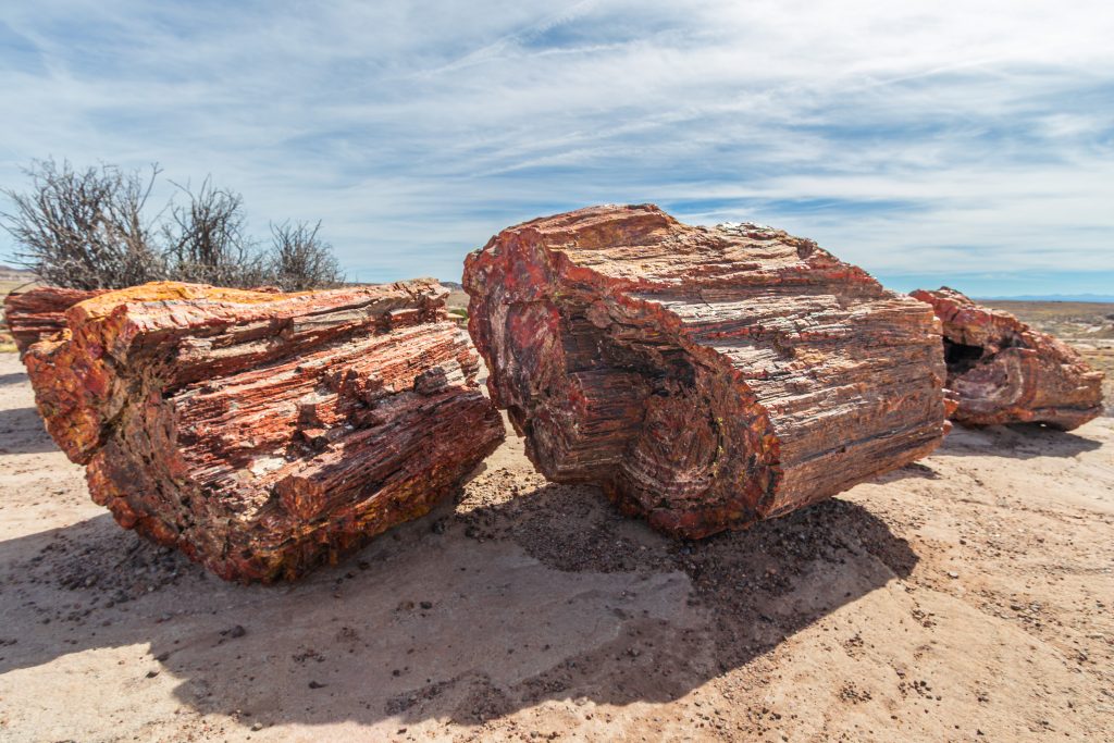 Petrified wood in Petrified Forest National Park, Arizona