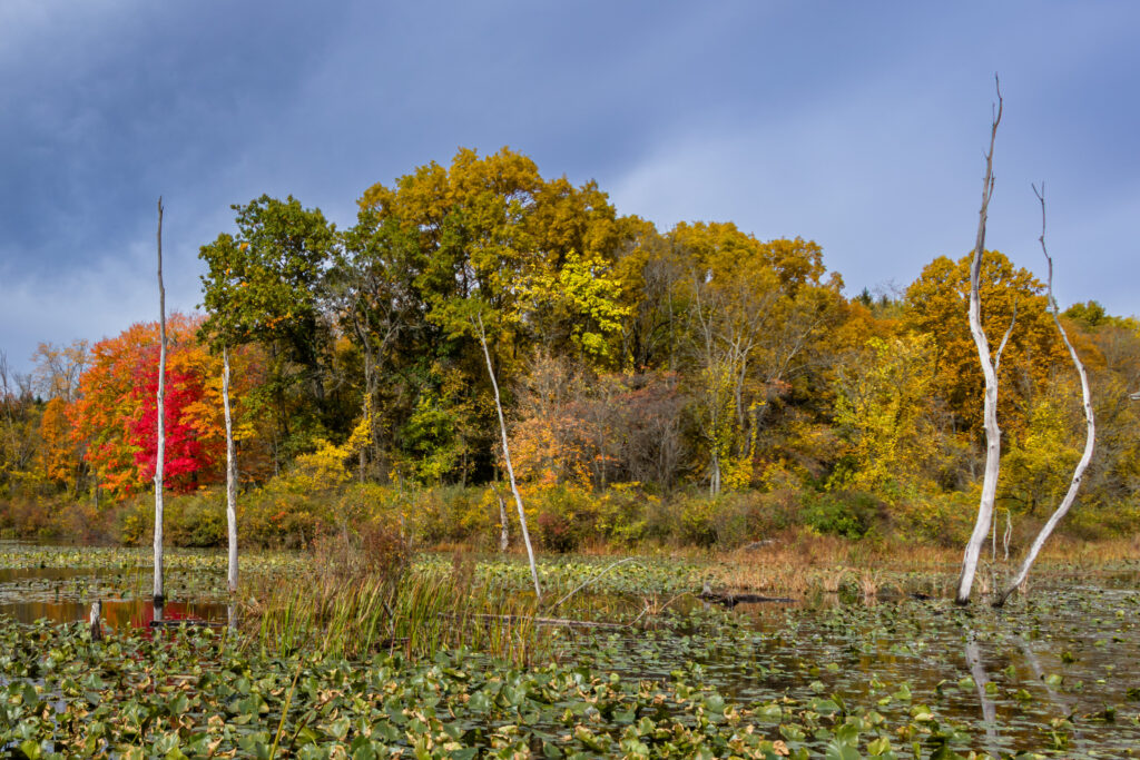 Fall Trees by Beaver Marsh in Cuyahoga Valley National Park, Ohio