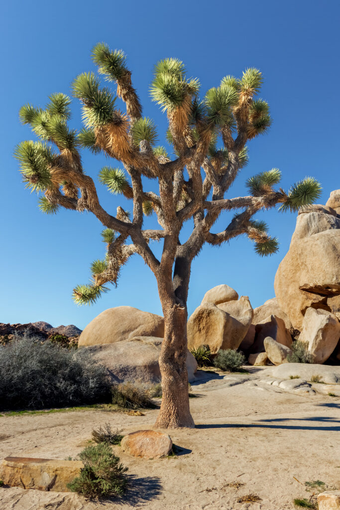 Joshua tree in Joshua Tree National Park, California
