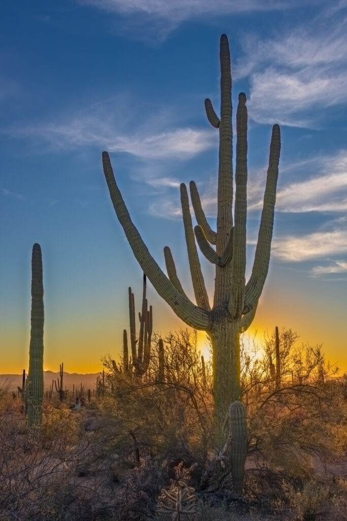 Saguaro cactus at sunset in Saguaro National Park, Arizona