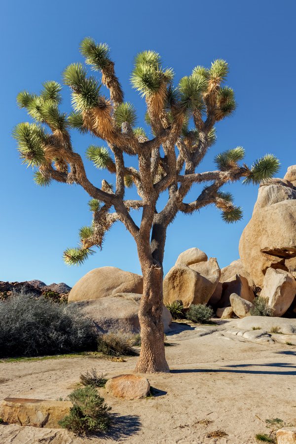 Joshua tree among desert boulders in Joshua Tree National Park, California